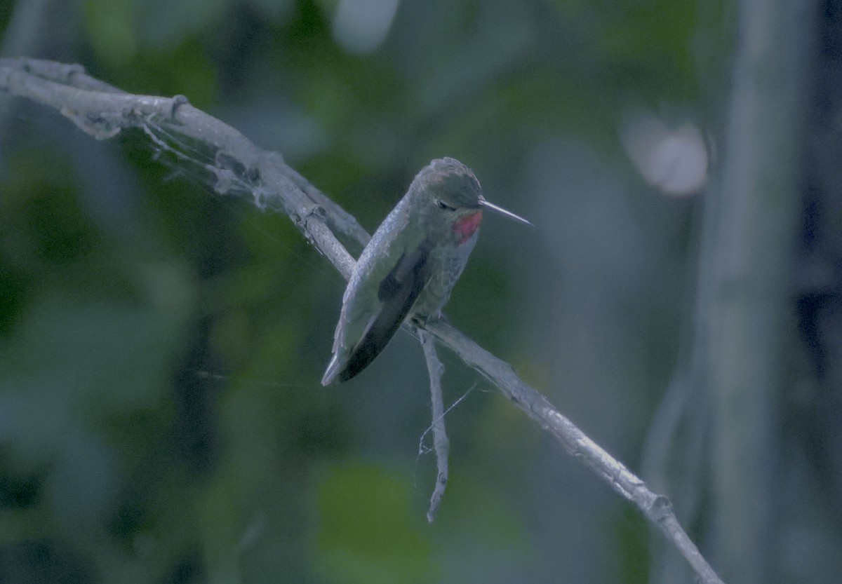 Anna's Hummingbird - ML620144154