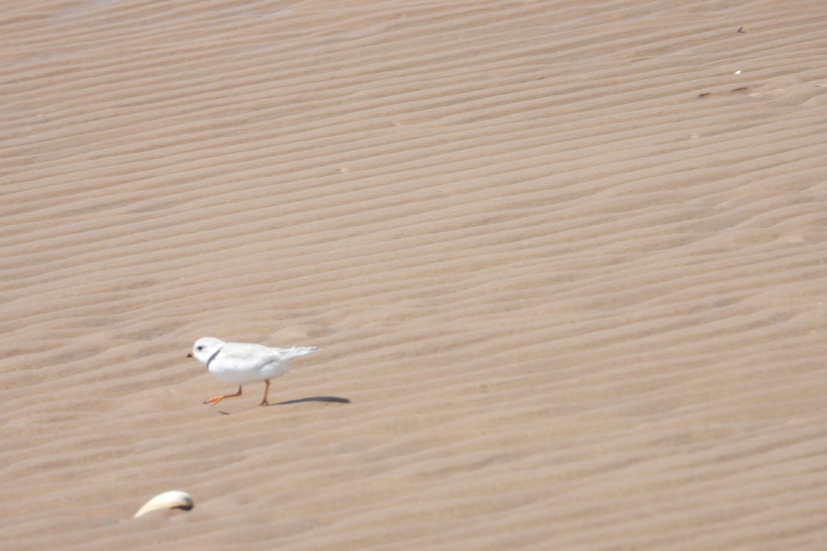 Piping Plover - ML620144156