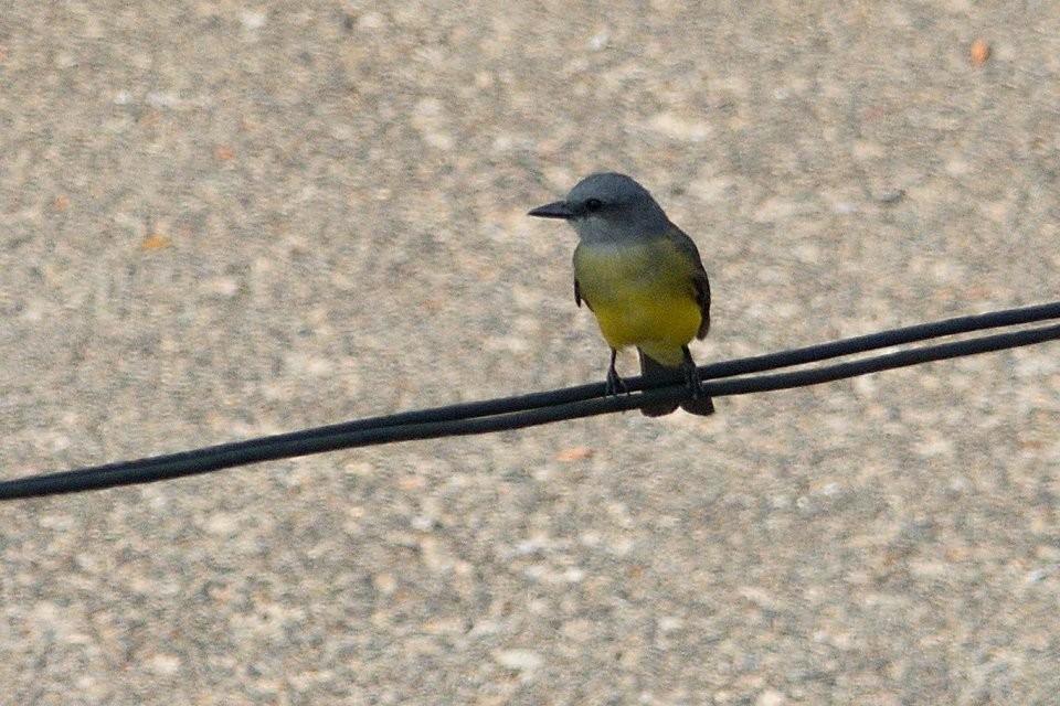 Tropical Kingbird - ML620144163