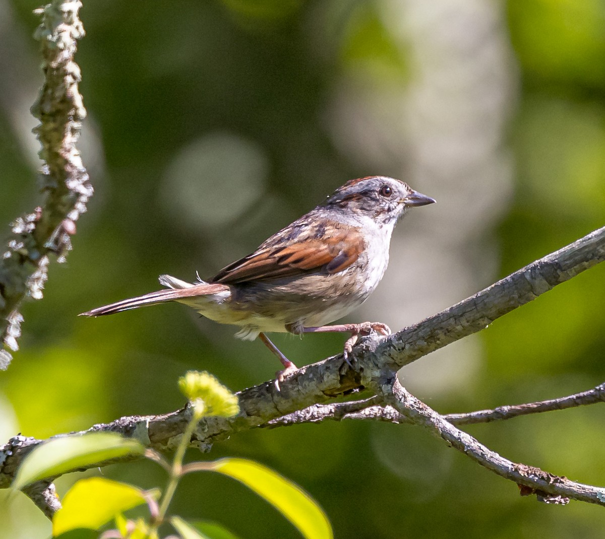 Swamp Sparrow - ML620144164