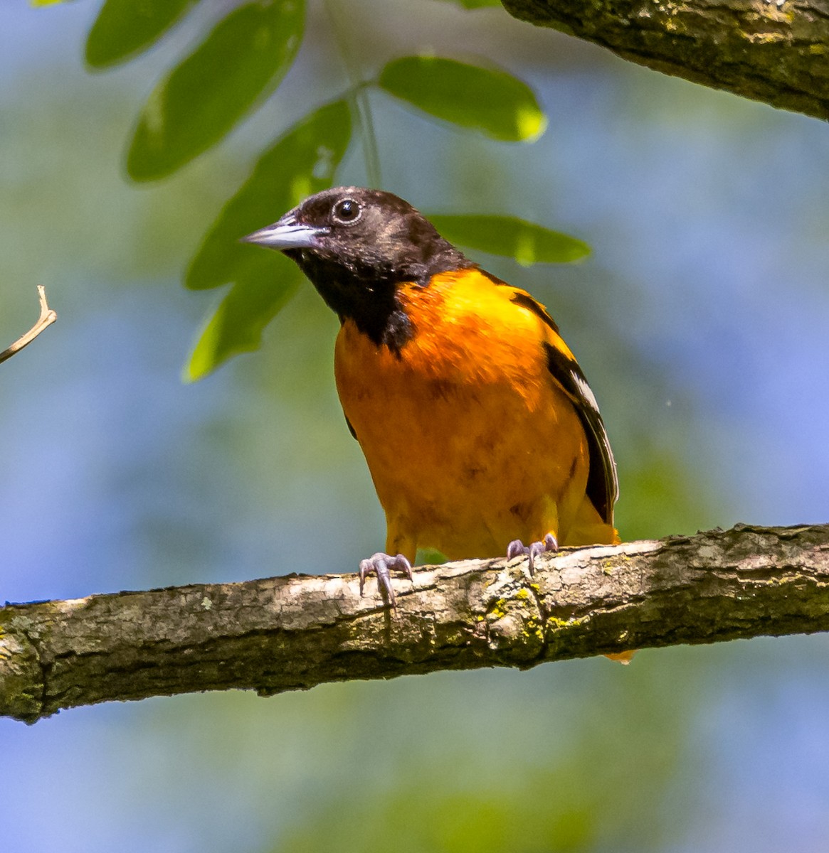 Baltimore Oriole - ML620144174