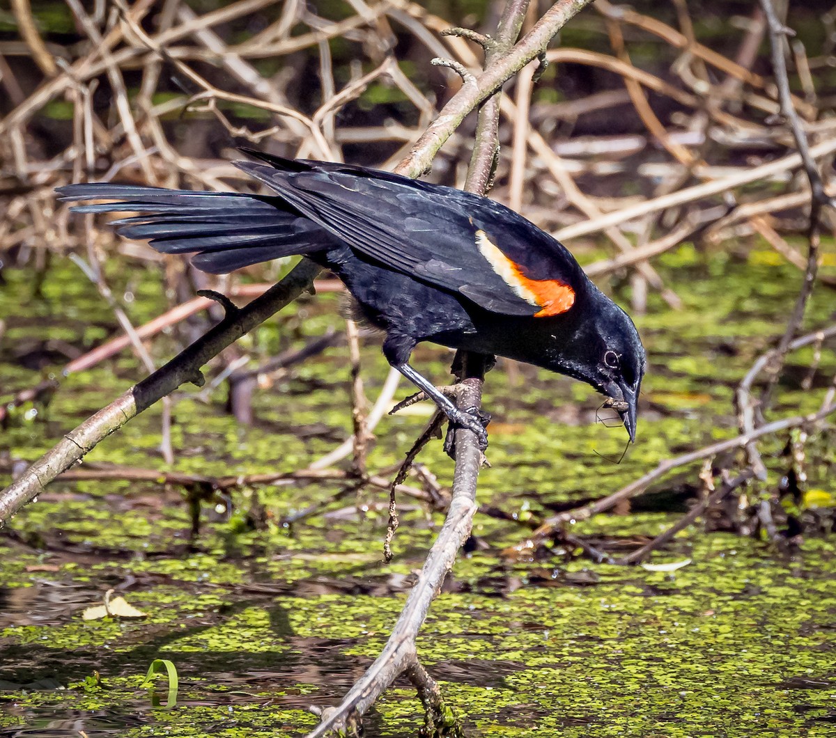 Red-winged Blackbird - ML620144187