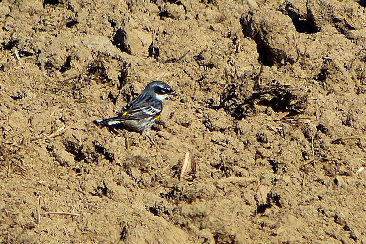 Yellow-rumped Warbler - ML620144210