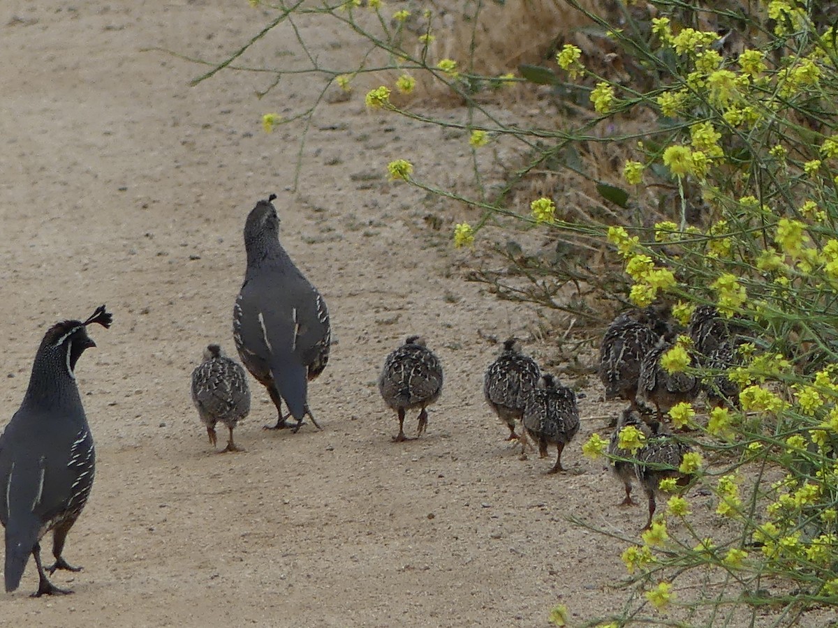 California Quail - ML620144220