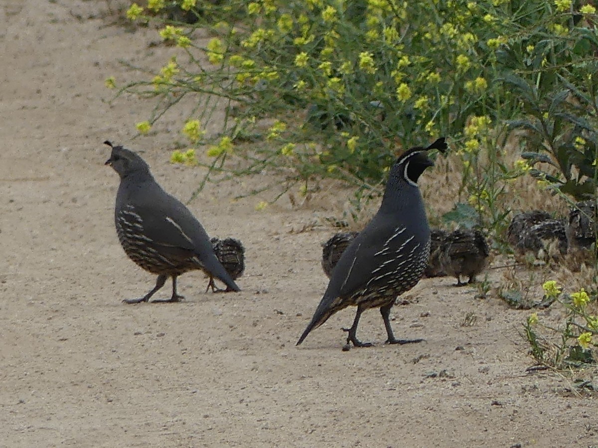 California Quail - ML620144222