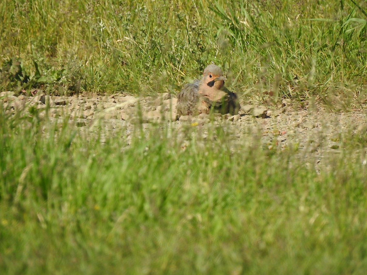 Northern Flicker - ML620144236