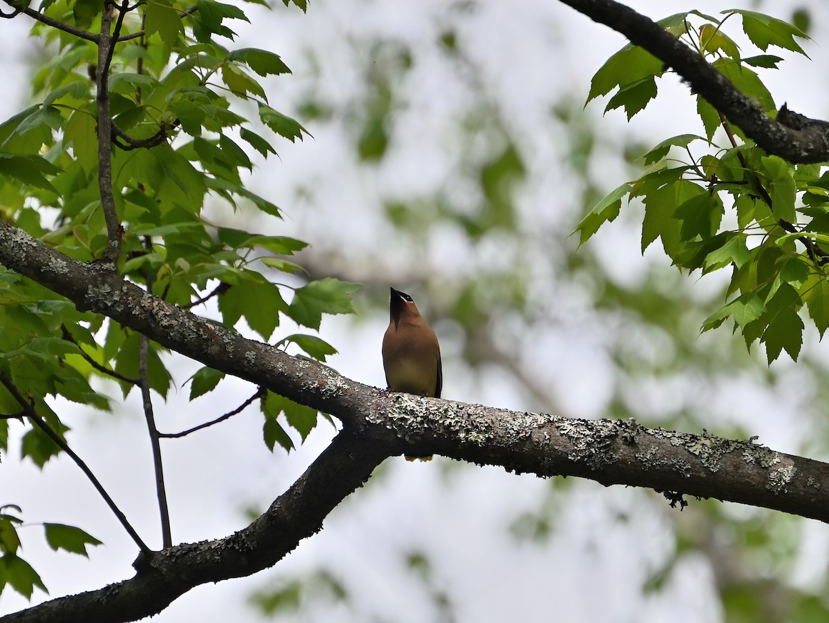 Cedar Waxwing - ML620144239