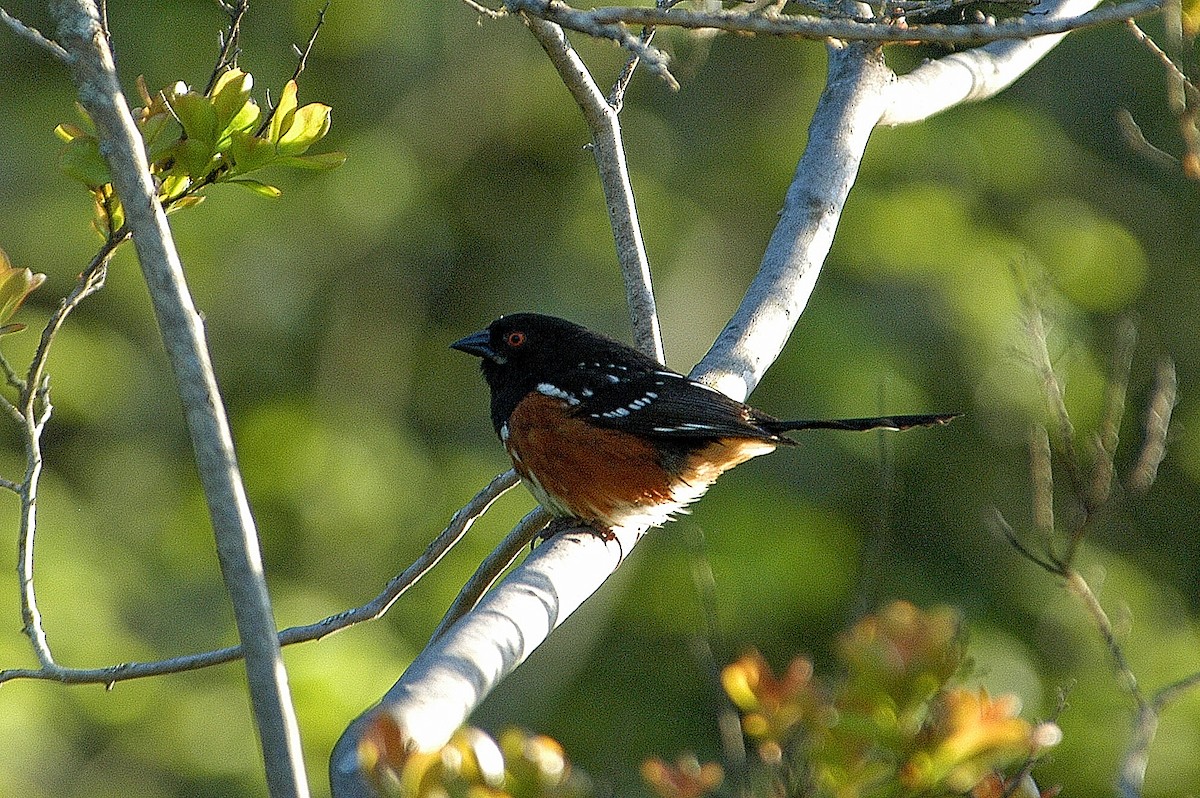 Spotted Towhee - ML620144240