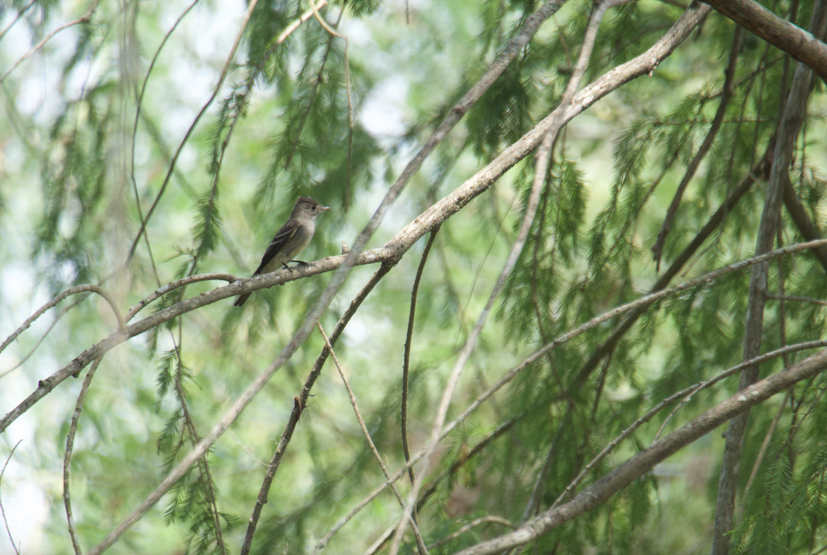 Eastern Wood-Pewee - ML620144248