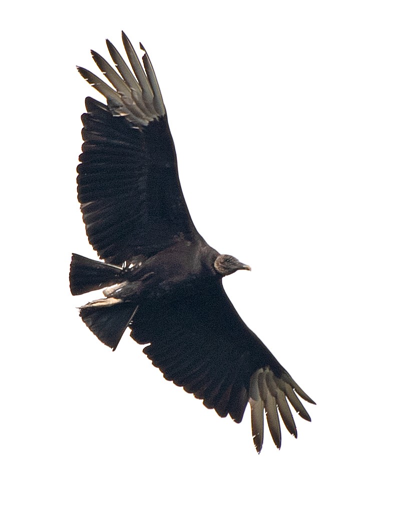 Black Vulture - ML620144250