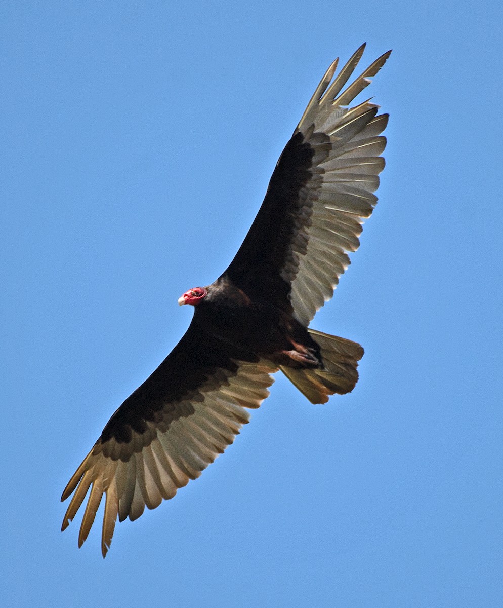 Turkey Vulture - ML620144253