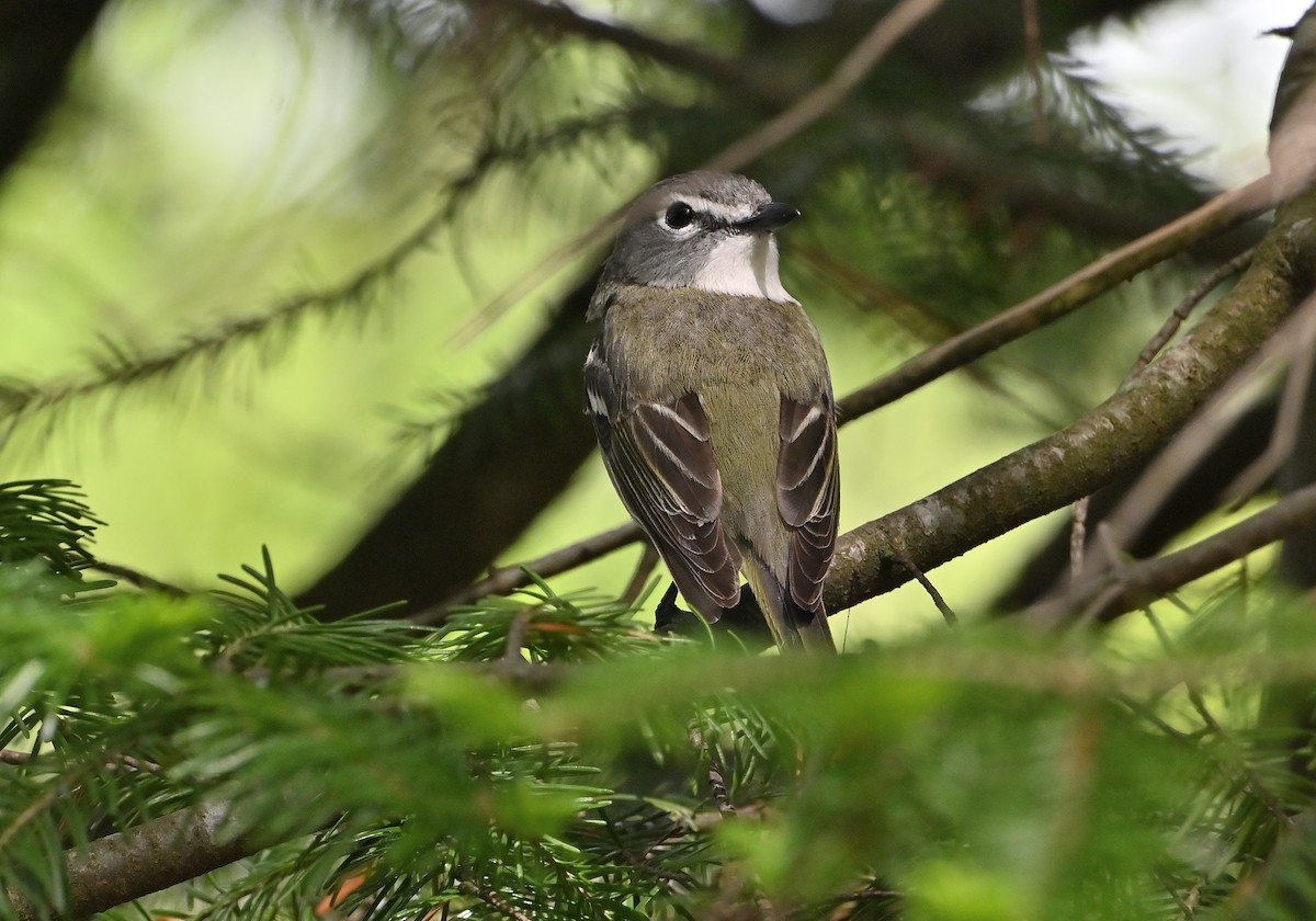 Blue-headed Vireo - ML620144254