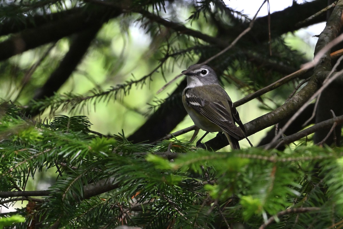 Blue-headed Vireo - ML620144255