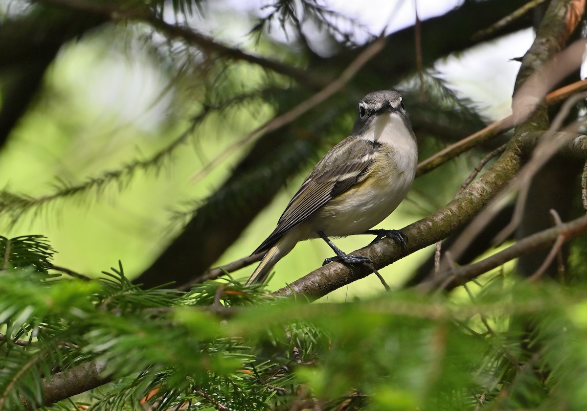 Blue-headed Vireo - ML620144256