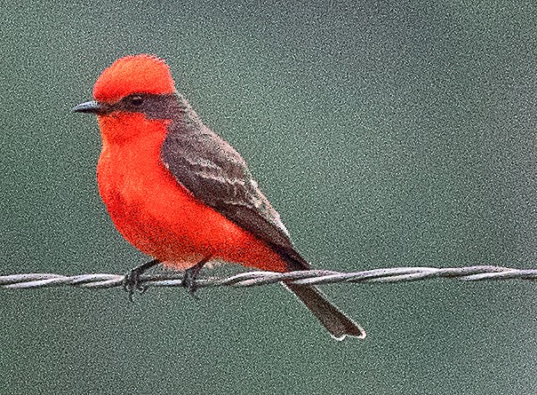 Vermilion Flycatcher - ML620144265