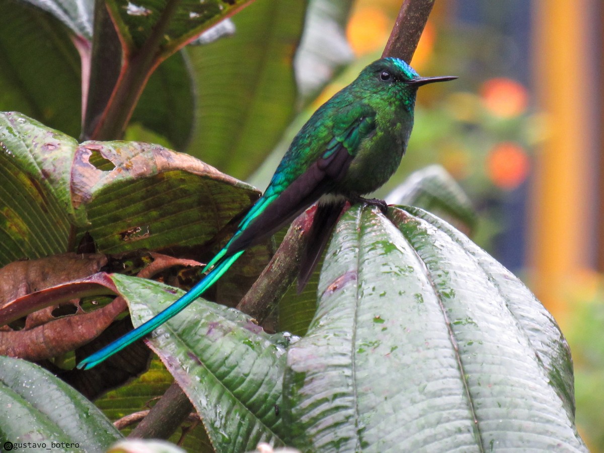 Long-tailed Sylph - ML620144283
