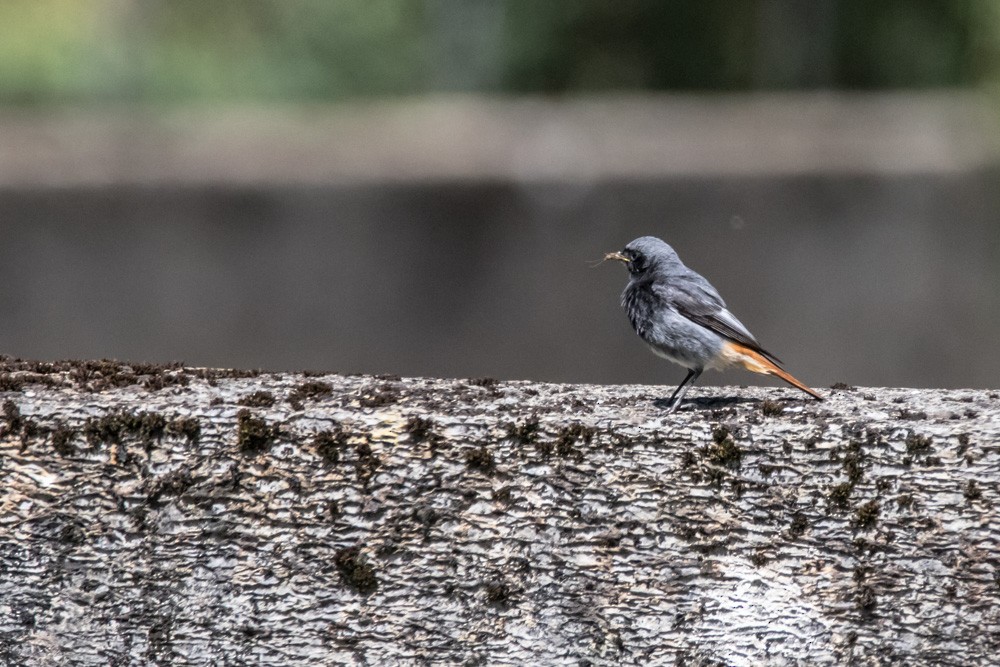 Black Redstart - ML620144284