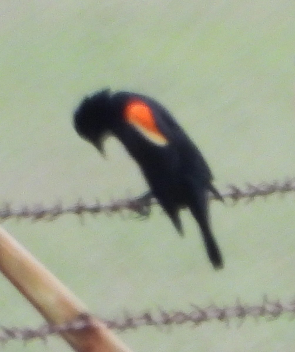 Red-winged Blackbird - ML620144304