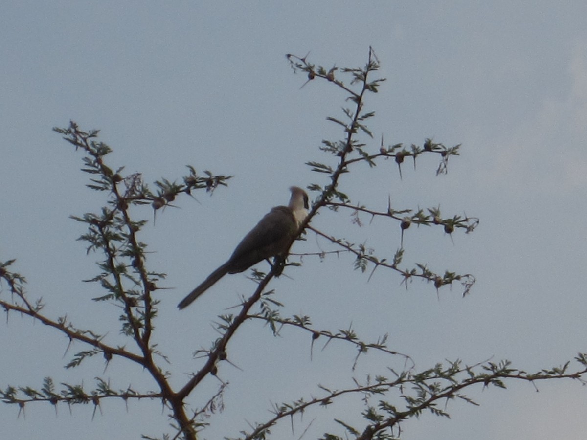 Touraco masqué - ML620144317