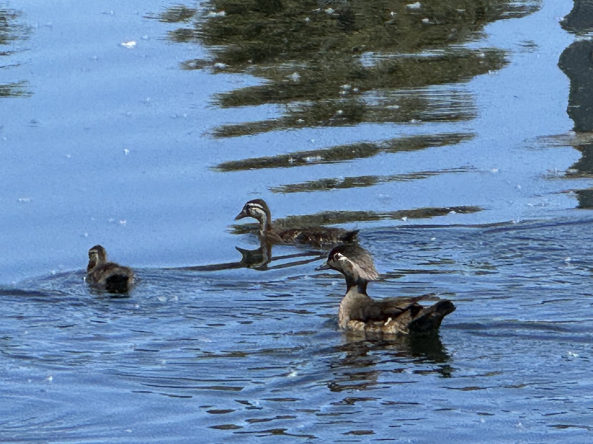 Wood Duck - ML620144321