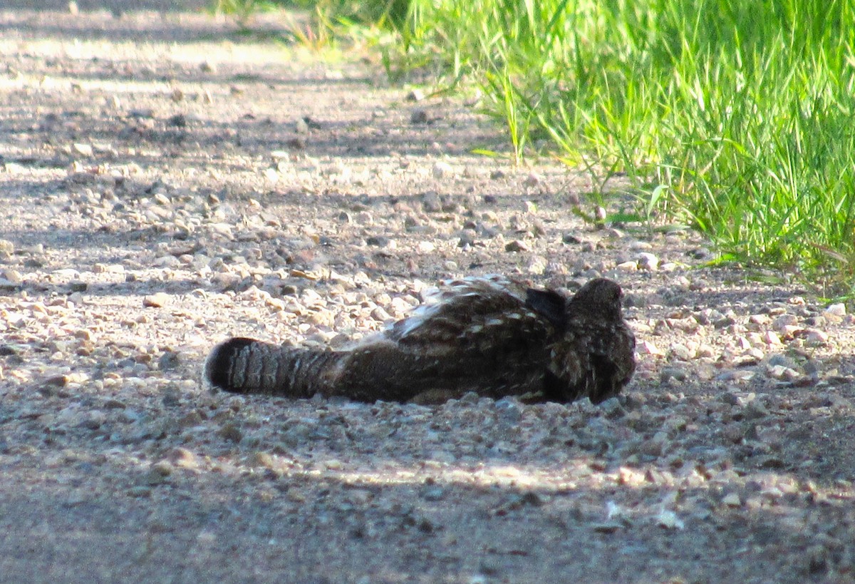 Ruffed Grouse - ML620144330