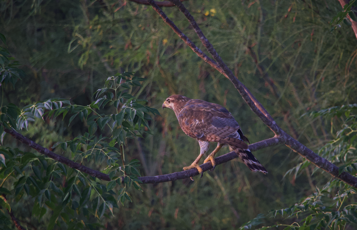 Gray Hawk - ML620144341