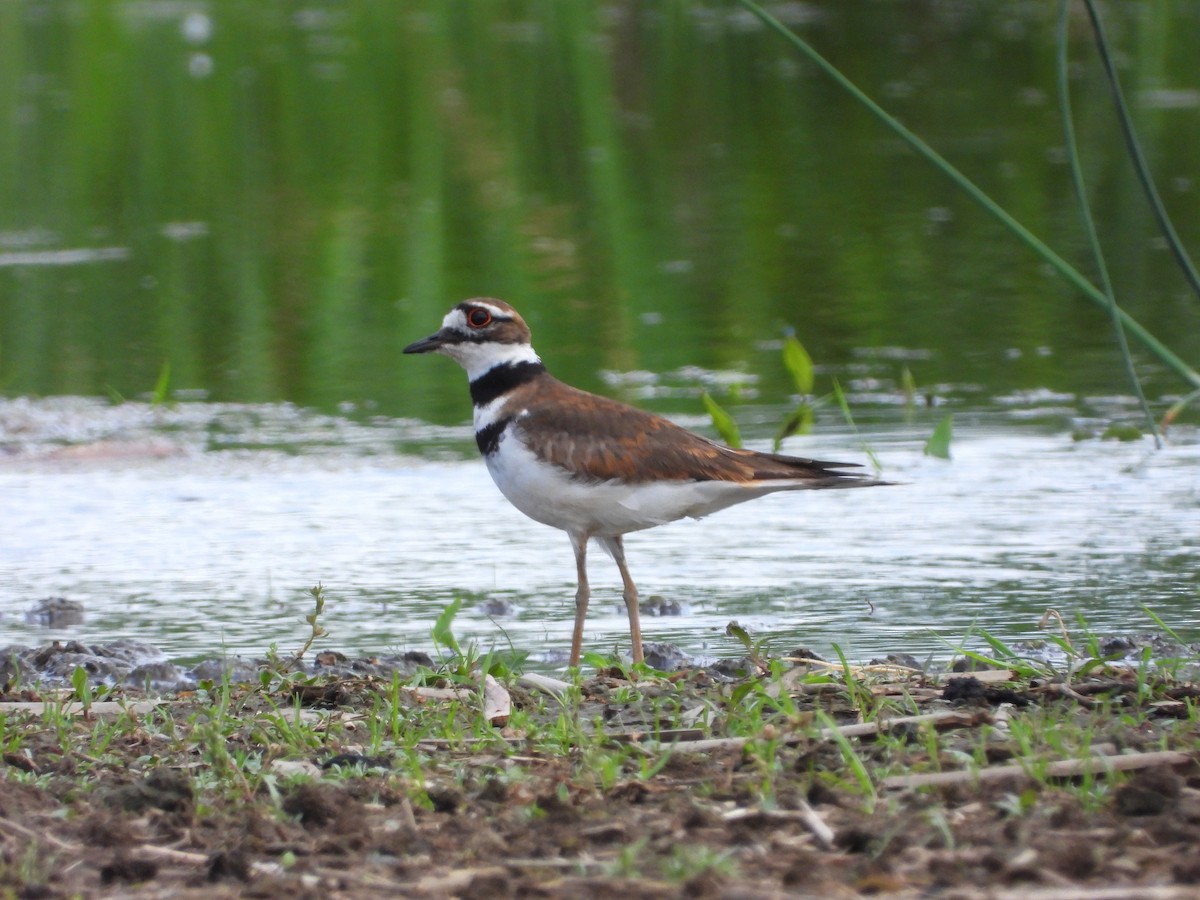 Killdeer - ML620144347