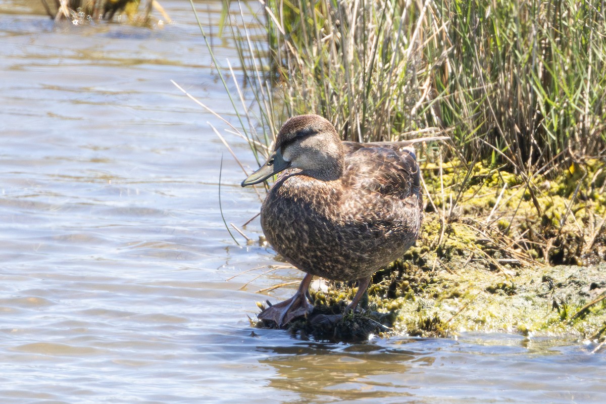 Canard noir - ML620144349