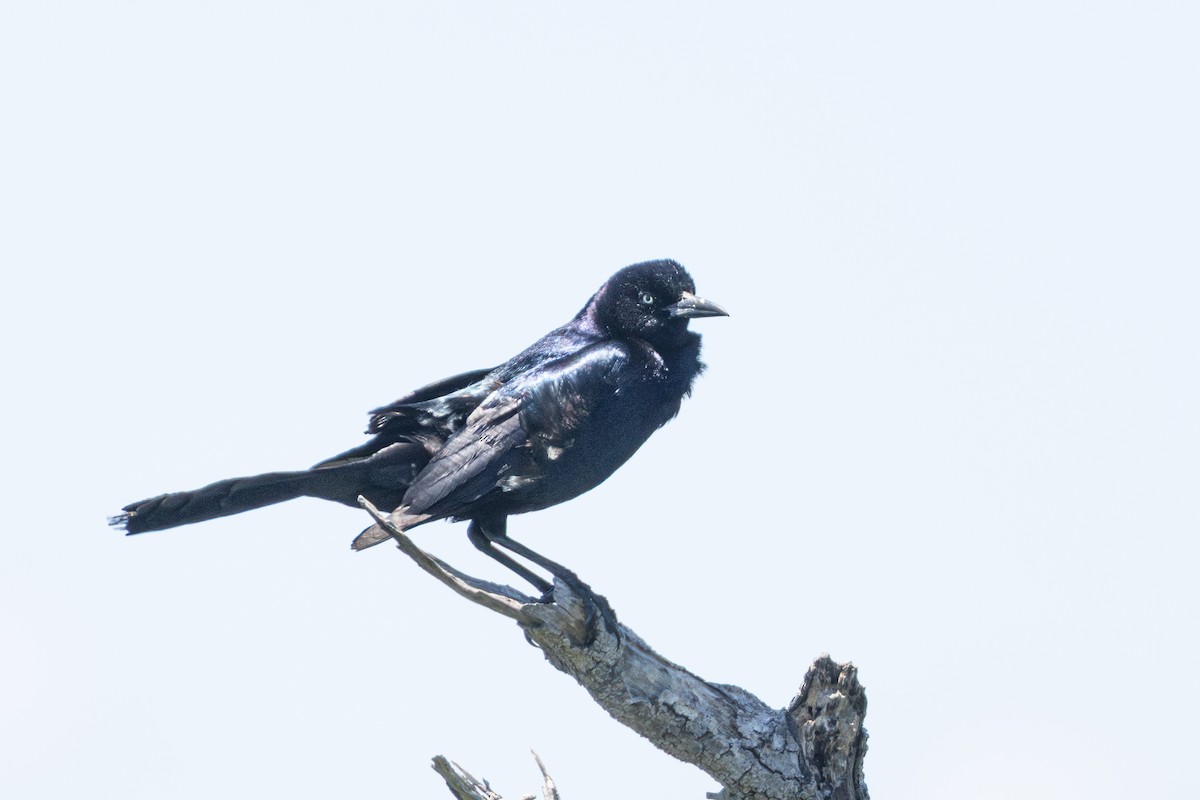 Boat-tailed Grackle - ML620144351