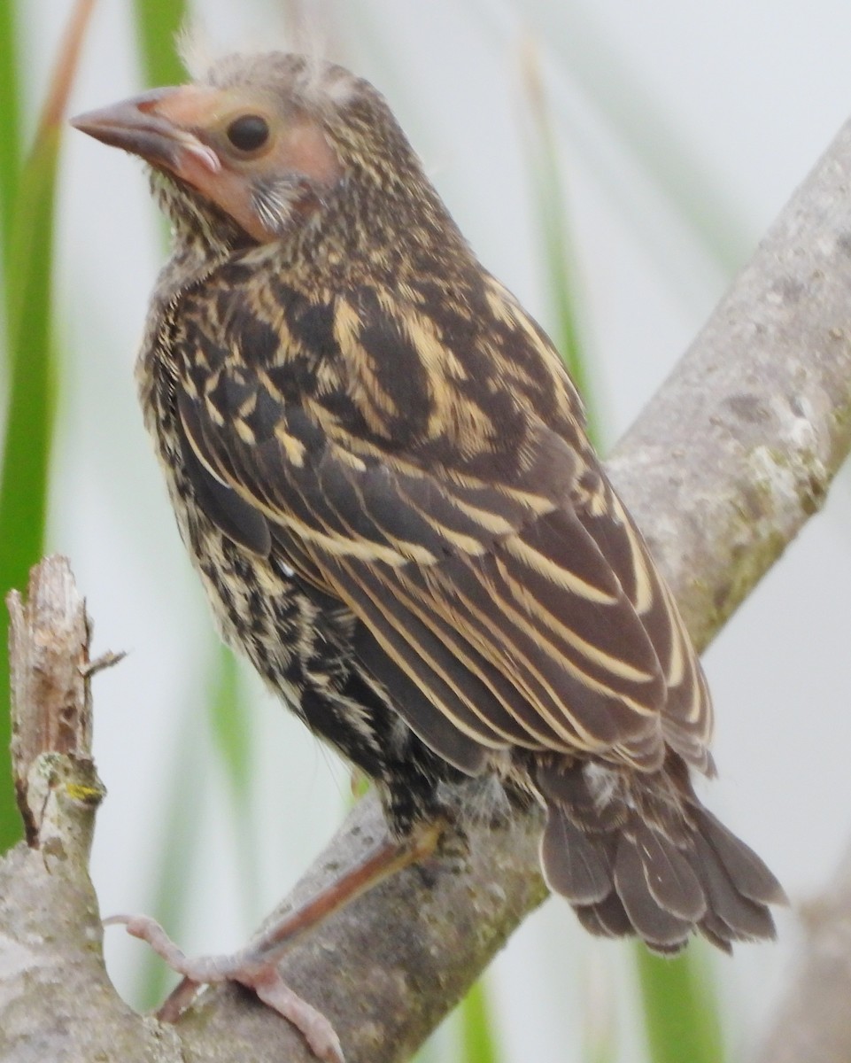 Red-winged Blackbird - ML620144359