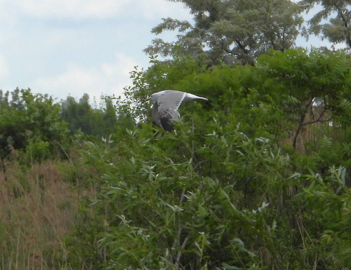 Ring-billed Gull - ML620144361