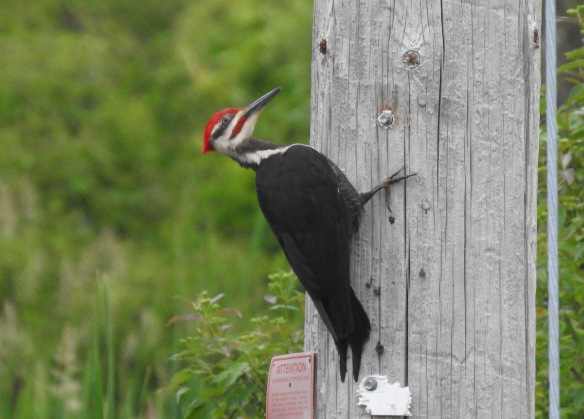 Pileated Woodpecker - ML620144364