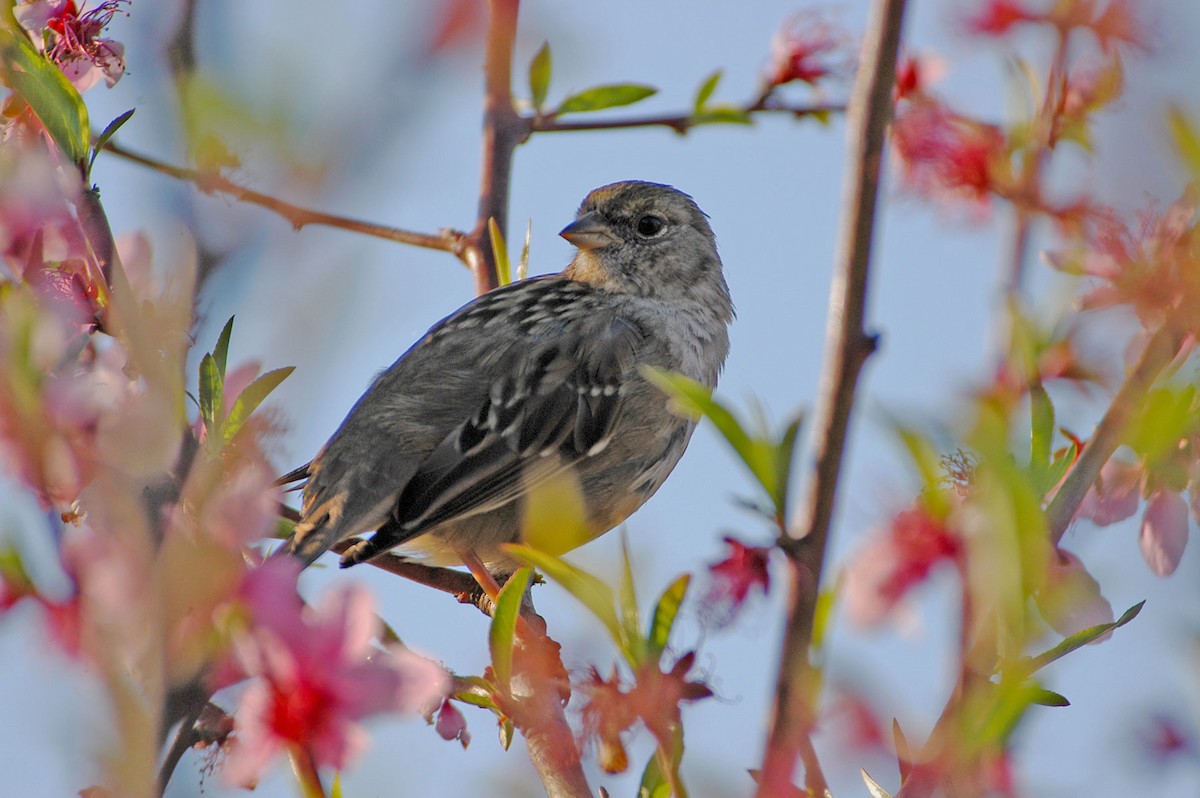 Golden-crowned Sparrow - ML620144368