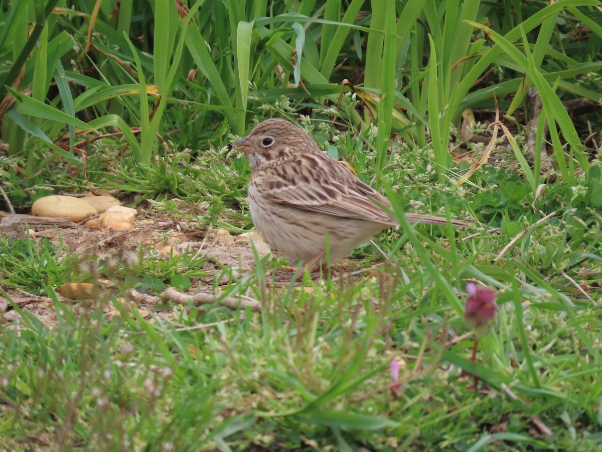 Vesper Sparrow - ML620144371