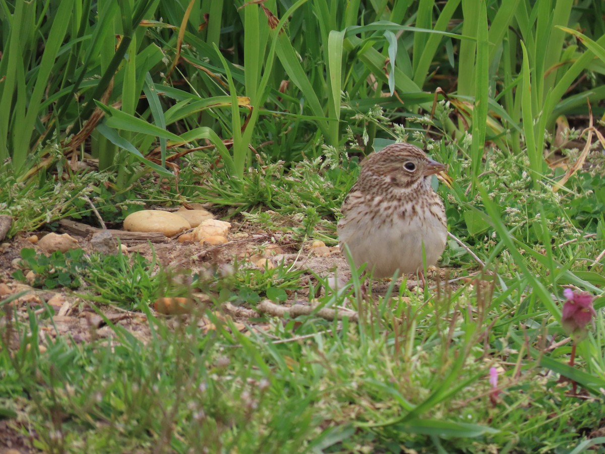 Vesper Sparrow - ML620144373