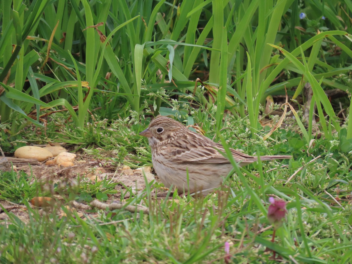 Vesper Sparrow - ML620144374