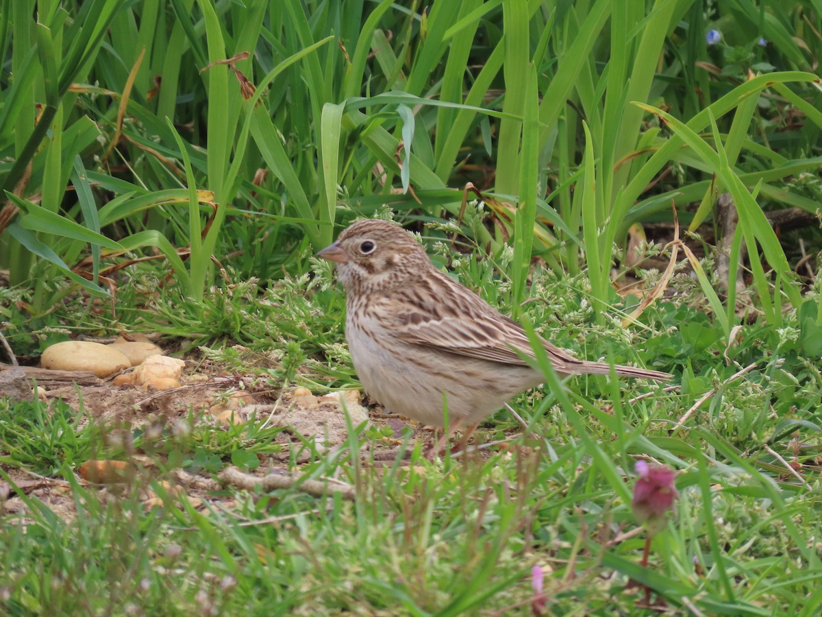 Vesper Sparrow - ML620144375