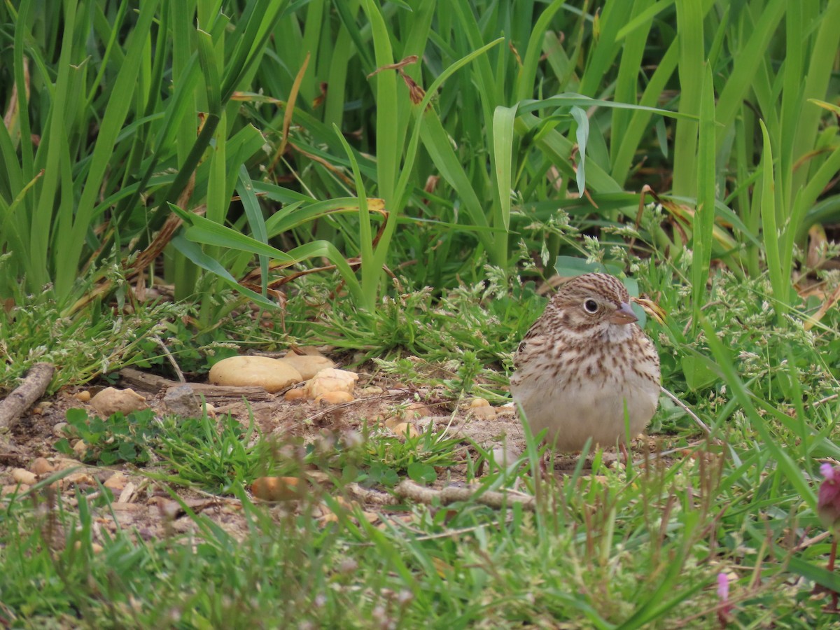 Vesper Sparrow - ML620144376