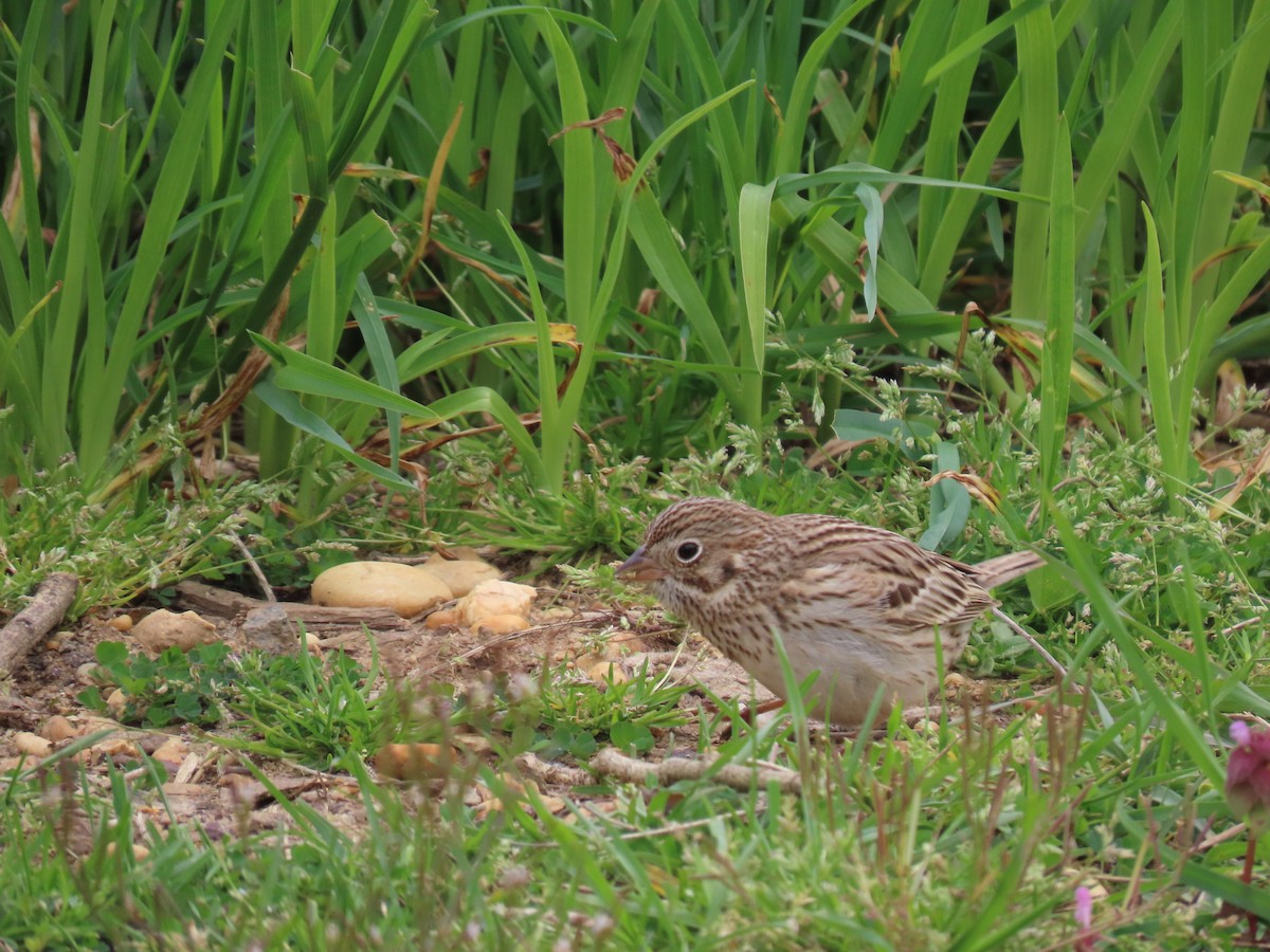 Vesper Sparrow - ML620144377