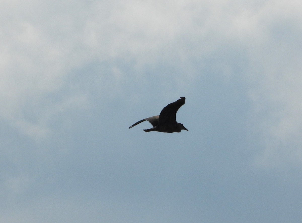 Black-crowned Night Heron - ML620144379