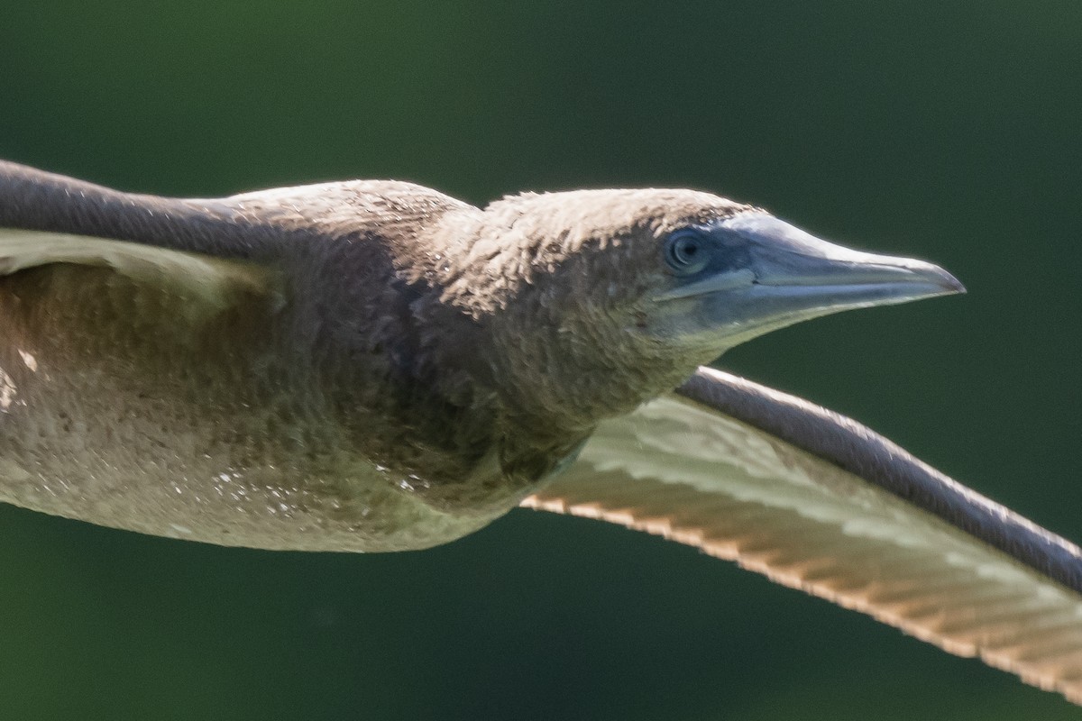 Brown Booby - ML620144382