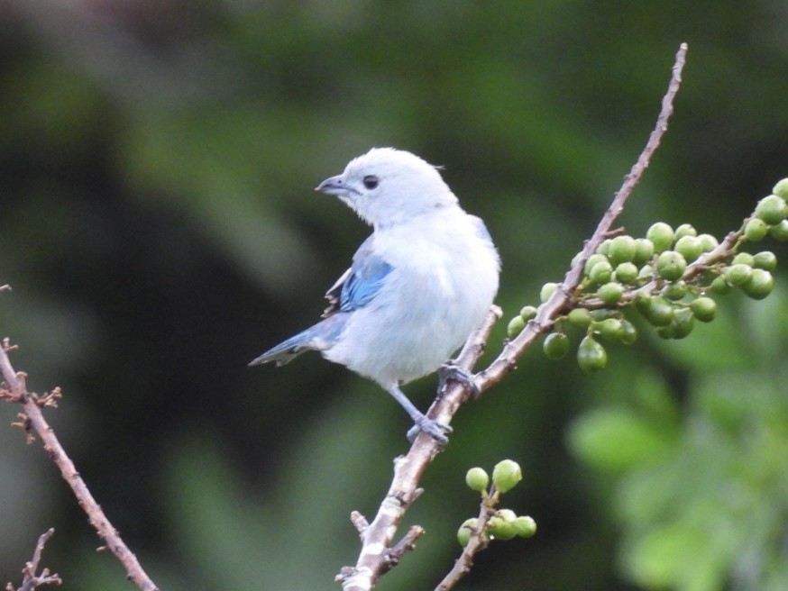 Blue-gray Tanager - ML620144398