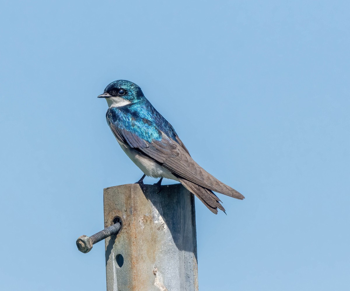 Tree Swallow - ML620144418