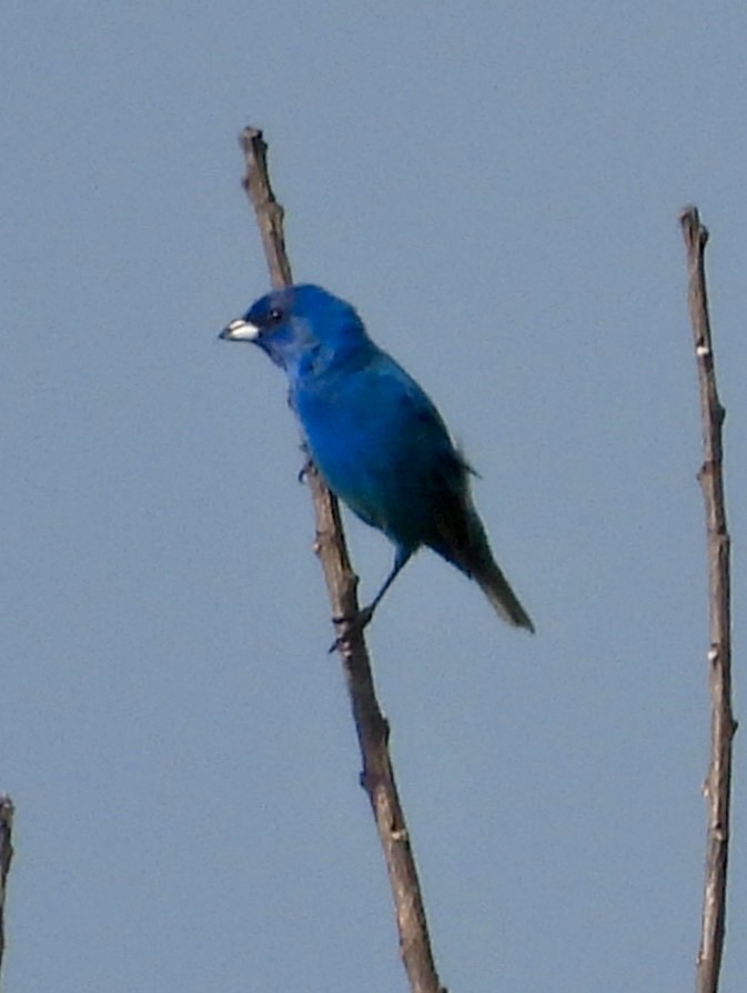 Guiraca bleu - ML620144435