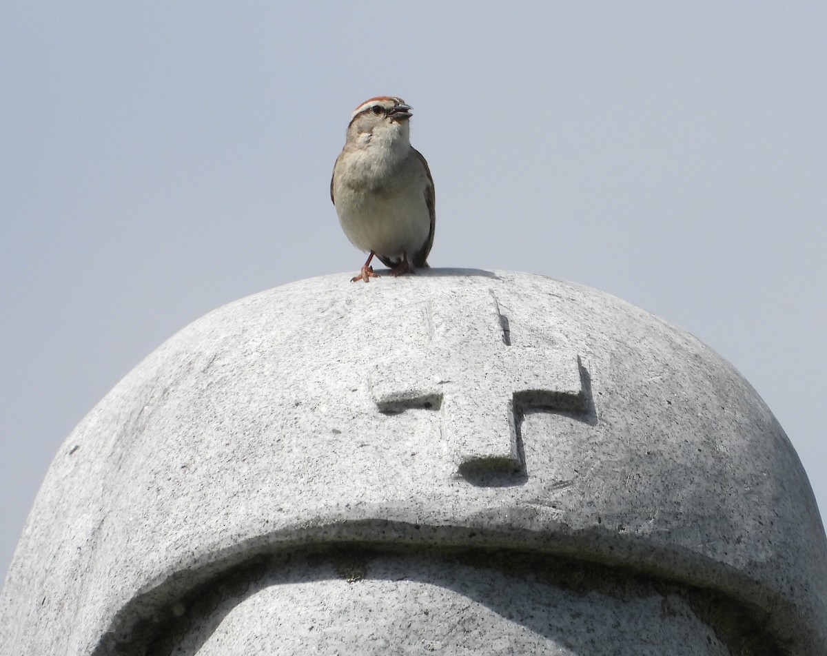 Chipping Sparrow - ML620144459