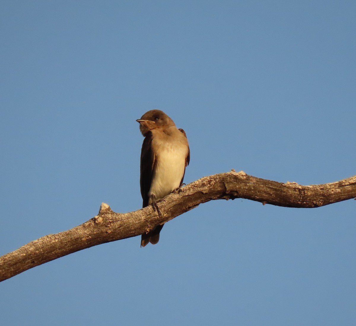 Northern Rough-winged Swallow - ML620144472