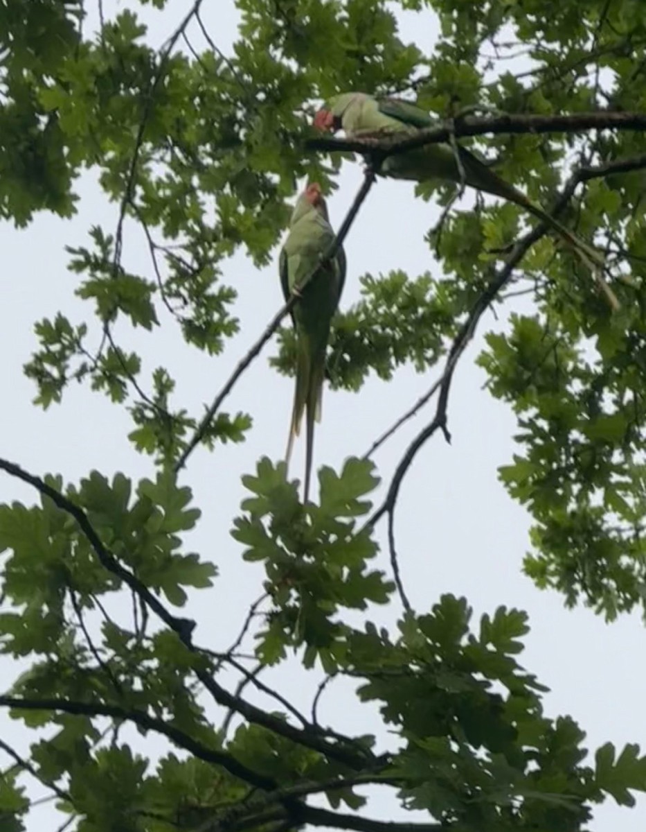 Alexandrine Parakeet - ML620144482