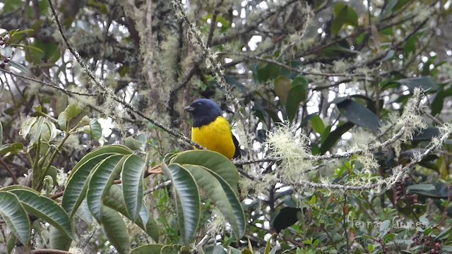 Black-chested Mountain Tanager - ML620144483