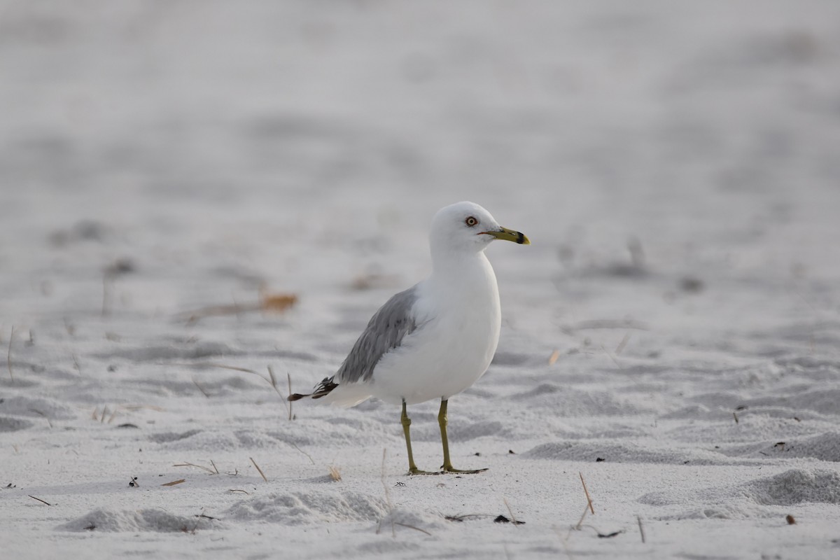 Ring-billed Gull - ML620144485