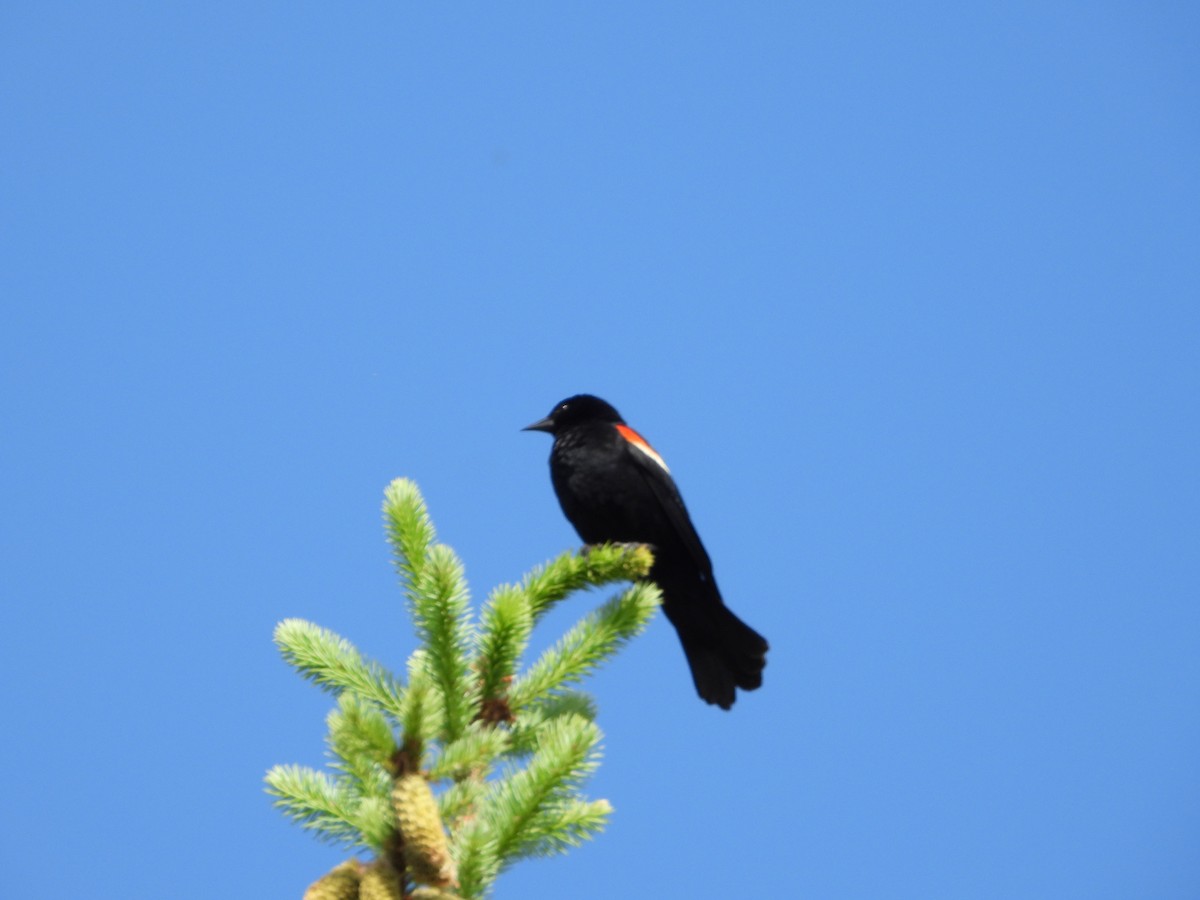Red-winged Blackbird - ML620144489